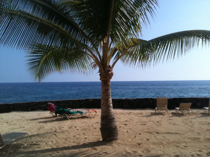 palm tree on beach.jpg
